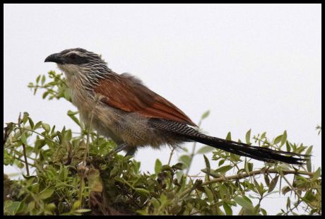 Shrub Robin